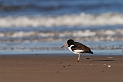 Oystercatcher - H